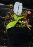 Nepenthes naga Dark