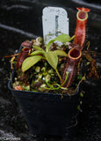 Nepenthes naga Dark