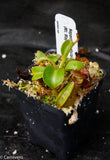 Nepenthes robcantleyi/nebularum