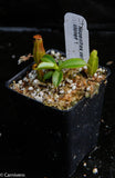 Nepenthes veitchii x edwardsiana