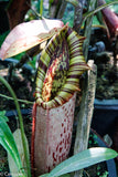 Nepenthes northiana