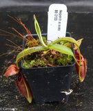 Nepenthes ovata, BE-3133