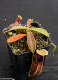 Nepenthes ovata, BE-3133