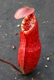 Nepenthes peltata, BE-3464