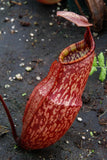 Nepenthes peltata, BE-3464