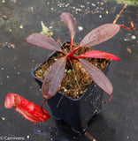 Nepenthes peltata, BE-3464