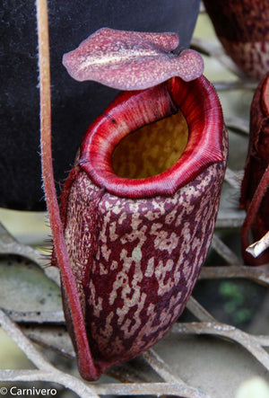 Nepenthes peltata, BE-4613