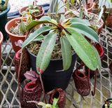 Nepenthes peltata, BE-4613