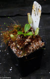 Nepenthes peltata x lowii