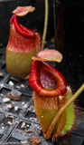 Nepenthes peltata x villosa