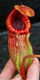 Nepenthes peltata x villosa