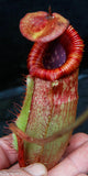 Nepenthes peltata x villosa