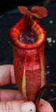 Nepenthes peltata x villosa