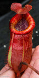 Nepenthes peltata x villosa