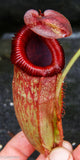 Nepenthes peltata x villosa