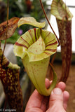 Nepenthes platychila