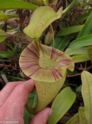 Nepenthes platychila