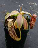 Nepenthes platychila x vogelii, BE-3638