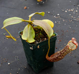 Nepenthes platychila x vogelii, BE-3638