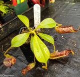 Nepenthes platychila x lowii