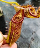 Nepenthes platychila x lowii