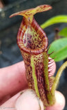 Nepenthes platychila x lowii