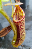 Nepenthes platychila x lowii