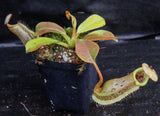 Nepenthes platychila x robcantleyi, BE-3946