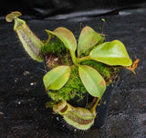 Nepenthes platychila x robcantleyi, BE-3946