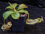 Nepenthes platychila x robcantleyi, BE-3946