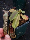 Nepenthes platychila x vogelii, BE-3638