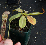 Nepenthes platychila x vogelii, BE-3638