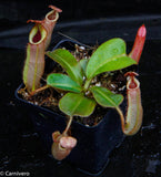 Nepenthes veitchii ("Psychedelic" x "Pink Candy Cane"), CAR-0126