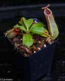 Nepenthes veitchii ("Psychedelic" x "Pink Candy Cane"), CAR-0126