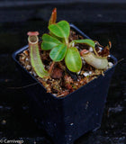 Nepenthes veitchii ("Psychedelic" x "Pink Candy Cane"), CAR-0126