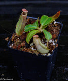 Nepenthes veitchii ("Psychedelic" x "Pink Candy Cane"), CAR-0126