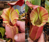 Nepenthes veitchii ("Psychedelic" x "Pink Candy Cane"), CAR-0126