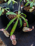 Nepenthes rafflesiana BE-3722