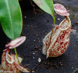 Nepenthes rafflesiana BE-3722