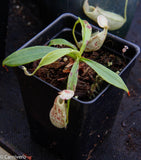 Nepenthes rafflesiana BE-3722