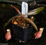 Nepenthes rafflesiana, Kuching Squat Red