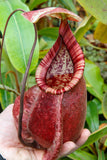 Nepenthes rafflesiana Leilani x Viking, CAR-0295