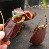 Nepenthes rafflesiana x ampullaria 'Black Miracle', CAR-0121