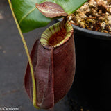 Nepenthes rafflesiana x ampullaria 'Black Miracle', CAR-0121