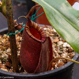 Nepenthes rafflesiana x ampullaria 'Black Miracle', CAR-0121