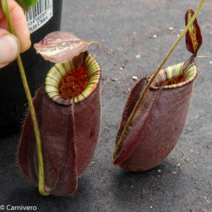 Nepenthes rafflesiana x ampullaria 'Black Miracle', CAR-0121