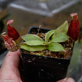 Nepenthes rafflesiana x ampullaria 'Black Miracle', CAR-0121, pitcher plant, carnivorous plant, collectors plant, large pitchers, rare plants 