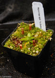 Nepenthes rajah, Thomas Alt