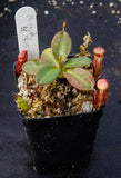 Nepenthes rajah, BE-3152