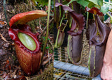 Nepenthes rajah x robcantleyi, BE-4019